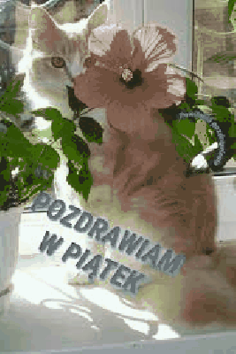Rudy kotek pozdrawia w piątek